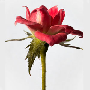 WILD ROSES