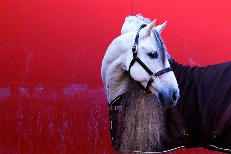 Rambo Stable Sheet 69 Navy/White