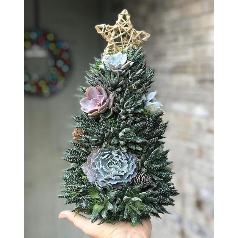 🎁Handmade Surprise Christmas Gifts🎄Succulent Christmas Tree