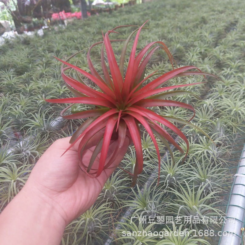 空气凤梨 贝可利T.Brachycaulos绿色红色易发色品种无土植物直销