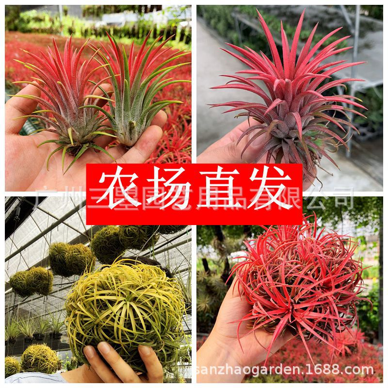 空气凤梨 大型鲁卜拉精灵T.Ionantha 红绿均有多规格广州农场直发