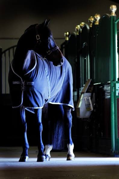 Rambo Stable Sheet 69 Navy/White