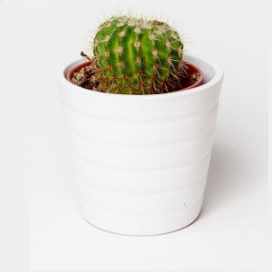 CACTUS IN ORANCE