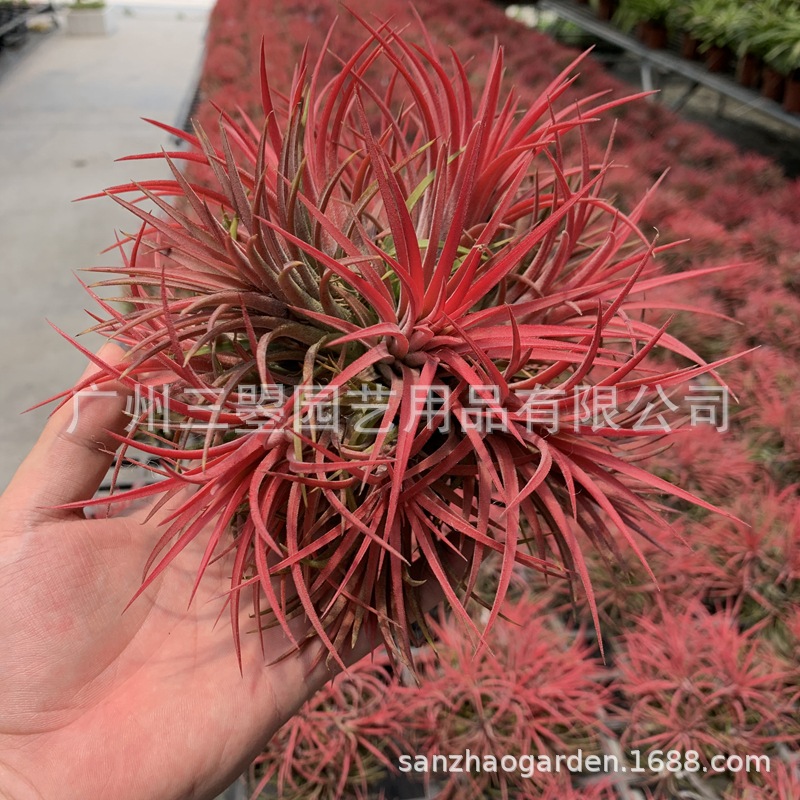 空气凤梨 大型鲁卜拉精灵T.Ionantha 红绿均有多规格广州农场直发