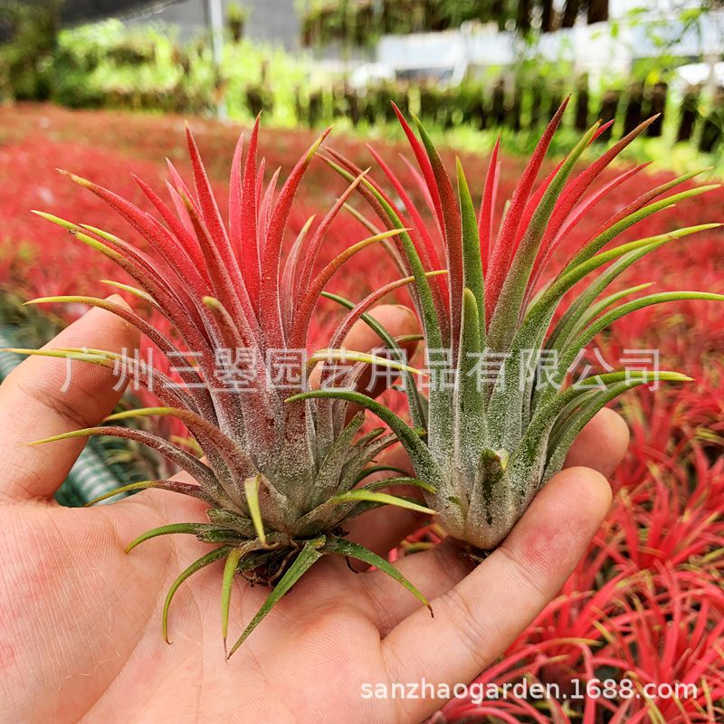 空气凤梨 大型鲁卜拉精灵T.Ionantha 红绿均有多规格广州农场直发