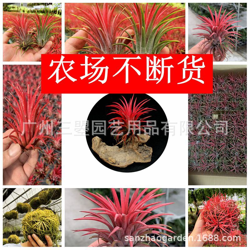空气凤梨 大型鲁卜拉精灵T.Ionantha 红绿均有多规格广州农场直发