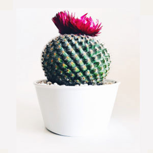 WUKD CACTUS