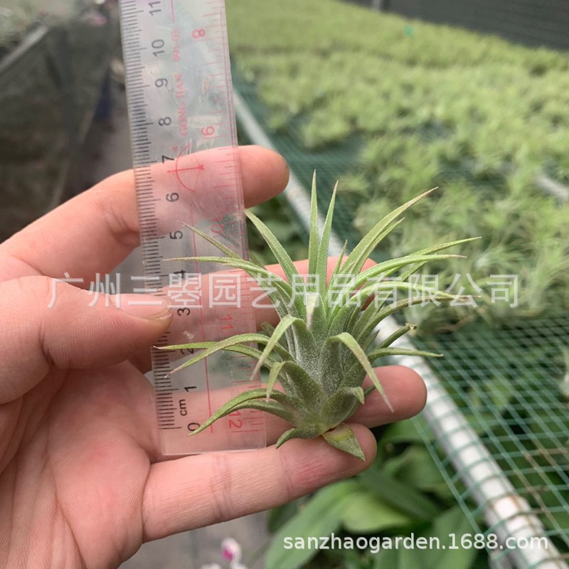 空气凤梨 大型鲁卜拉精灵T.Ionantha 红绿均有多规格广州农场直发