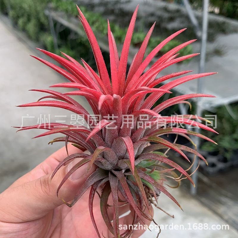 空气凤梨 大型鲁卜拉精灵T.Ionantha 红绿均有多规格广州农场直发