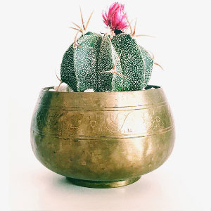 Copy Copy Copy Copy SCHEFFLERA