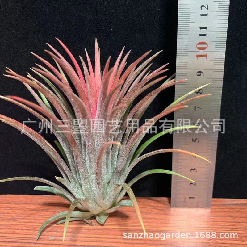 空气凤梨 大型鲁卜拉精灵T.Ionantha 红绿均有多规格广州农场直发