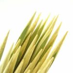 14.6��� x 0.2��� Extra Long Heavy Duty Square Bamboo Yakitori BBQ Skewers