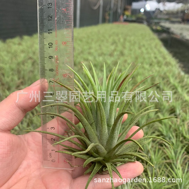 空气凤梨 大型鲁卜拉精灵T.Ionantha 红绿均有多规格广州农场直发