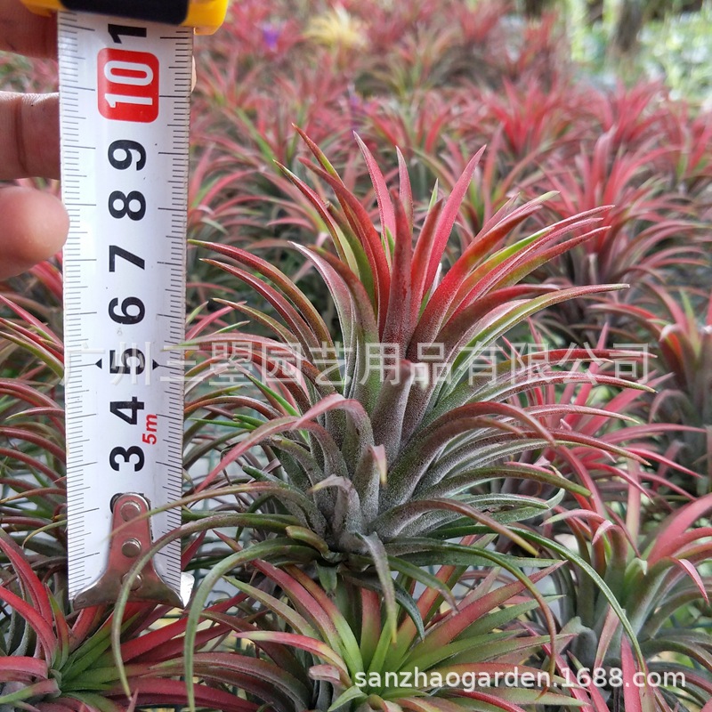 空气凤梨 大型鲁卜拉精灵T.Ionantha 红绿均有多规格广州农场直发