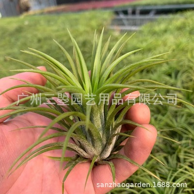 空气凤梨 大型鲁卜拉精灵T.Ionantha 红绿均有多规格广州农场直发