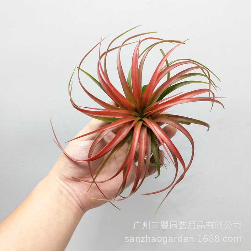 空气凤梨 贝可利T.Brachycaulos绿色红色易发色品种无土植物直销